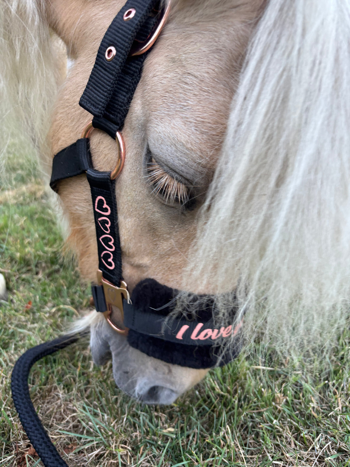 Halsterset Love Harry’s Horse | roze of zwart| Shet