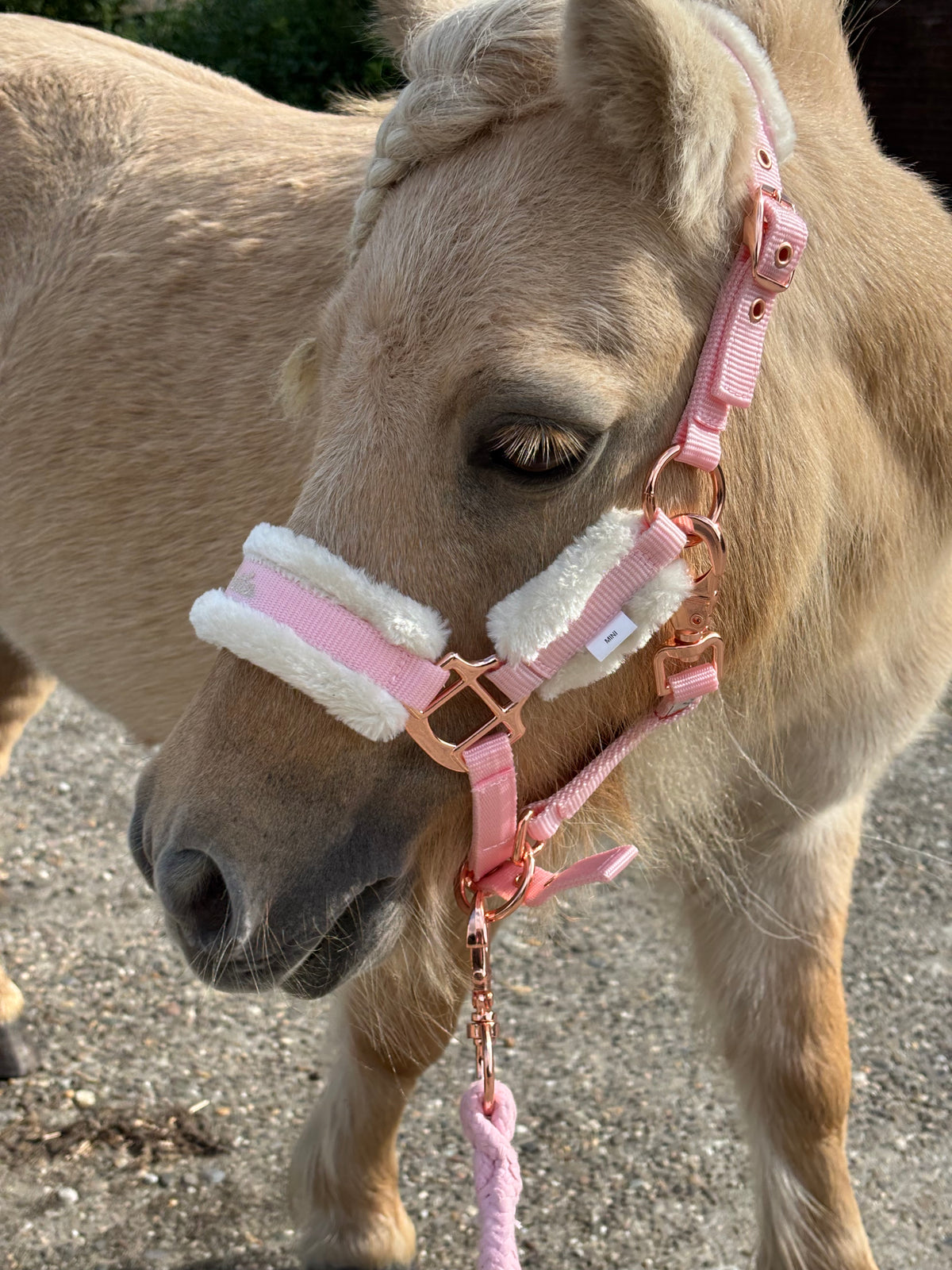 Shetties Halster & Halstertouw Pink