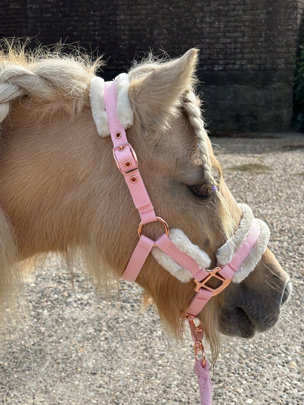 Shetties Halster & Halstertouw Pink