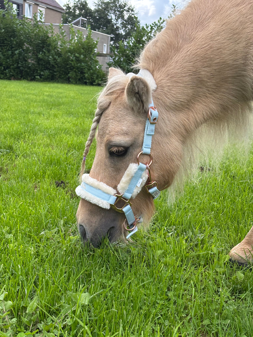 Shetties Halster + touw in maat Mini en Shet Lichtblauw