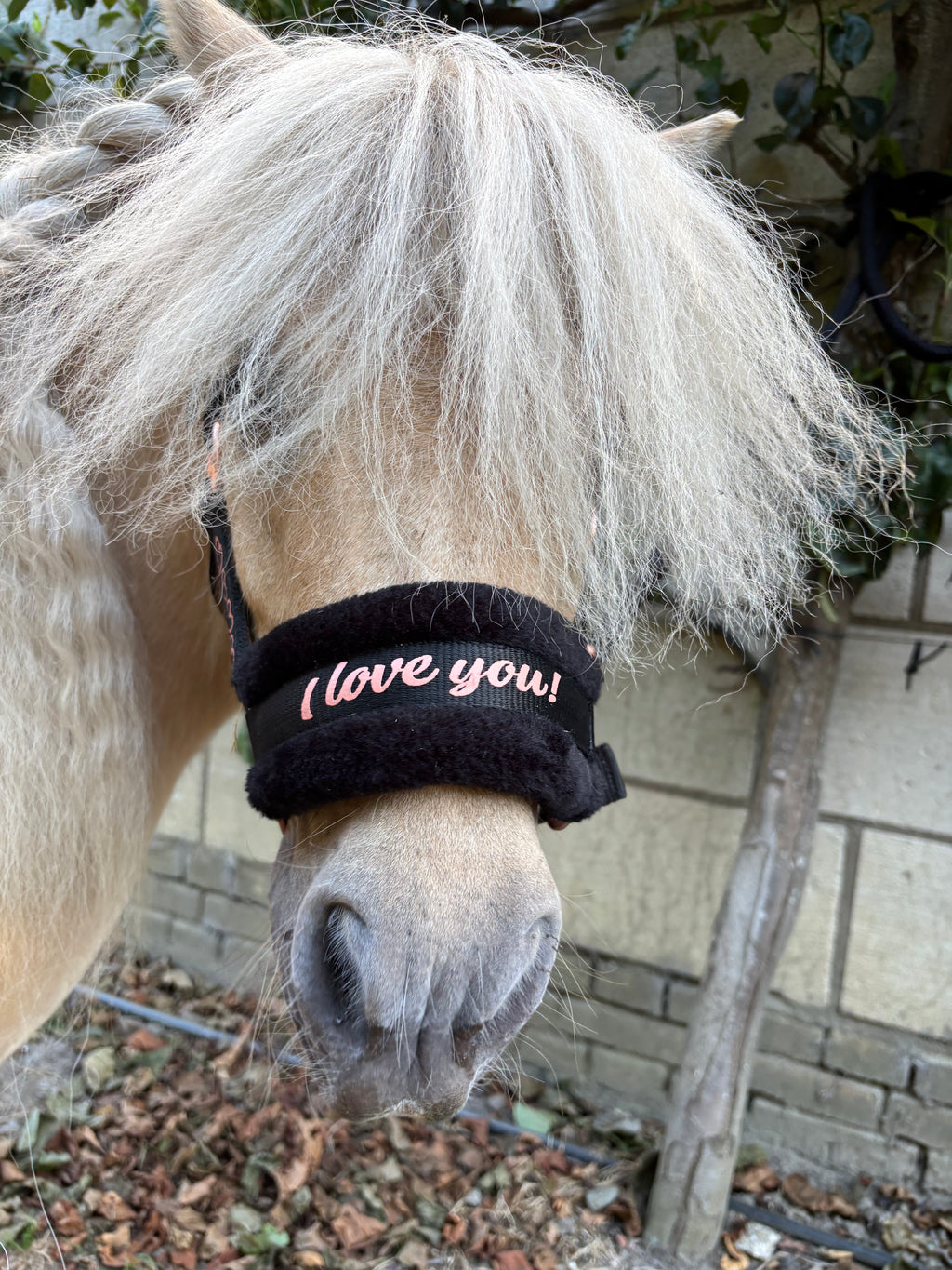 Halsterset Love Harry’s Horse | roze of zwart| Shet