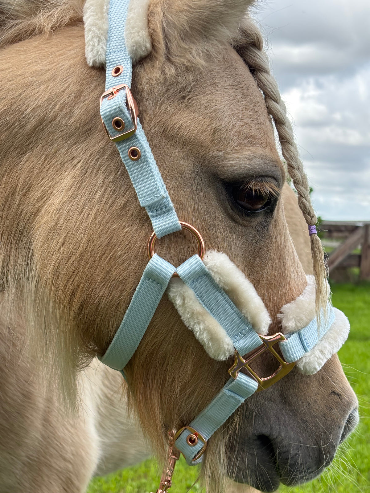 Shetties Halster + touw in maat Mini en Shet Lichtblauw