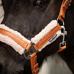 Halster Stout! Harry’s Horse | Mini en Shet
