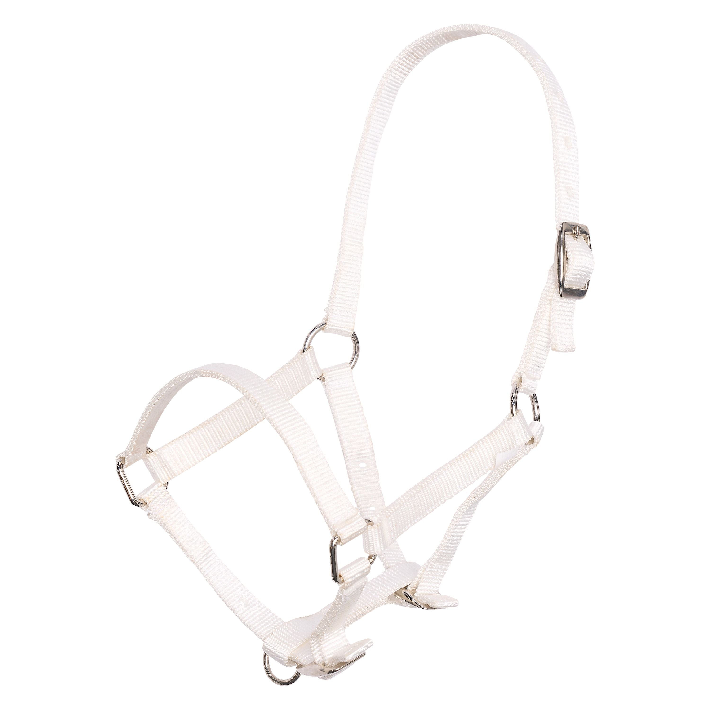 Basic halster in 5 kleuren | Foal